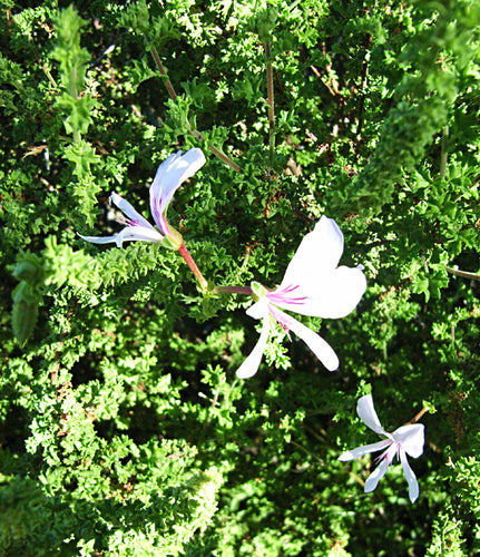 Geranien — Bild 1 von 1
