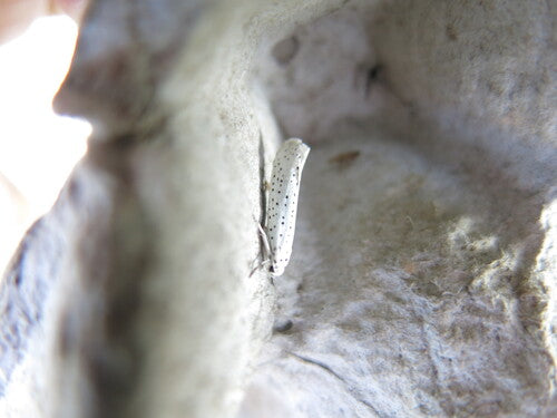 Gespinstmotten — Bild 5 von 50