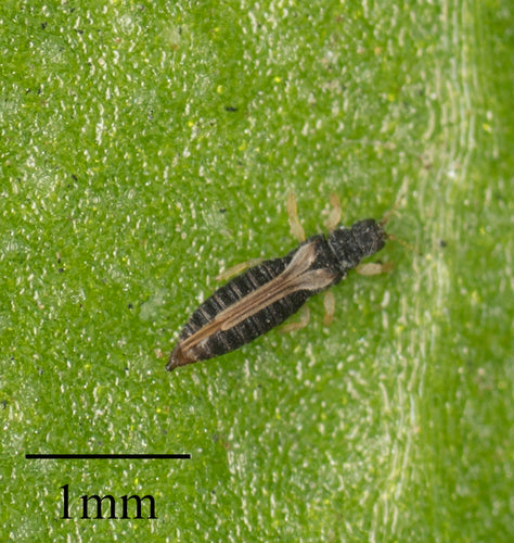 Gewächshausthrips — Bild 4