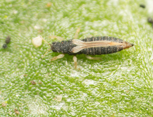 Gewächshausthrips — Bild 5