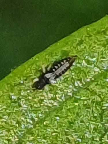 Gewächshausthrips — Bild 3