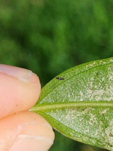Gewächshausthrips — Bild 2