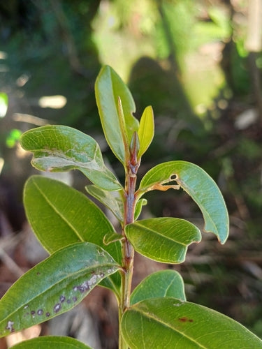 Gewächshausthrips — Bild 1