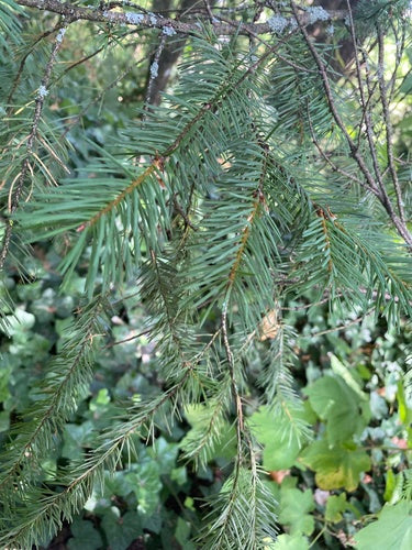 Gewöhnliche Douglasie — Bild 4