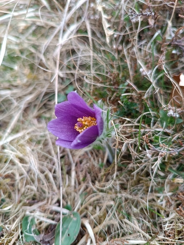 Gewöhnliche Küchenschelle — Bild 5
