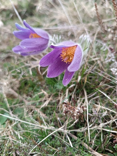 Gewöhnliche Küchenschelle — Bild 4