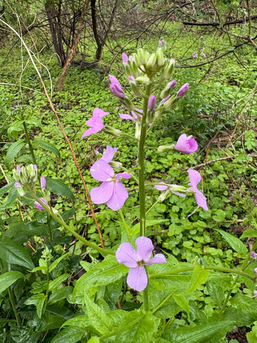 Gewöhnliche Nachtviole — Bild 4 von 10