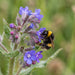 Blüte von Gewöhnliche Ochsenzunge (Anchusa officinalis) in Nahaufnahme (KI-generiert)