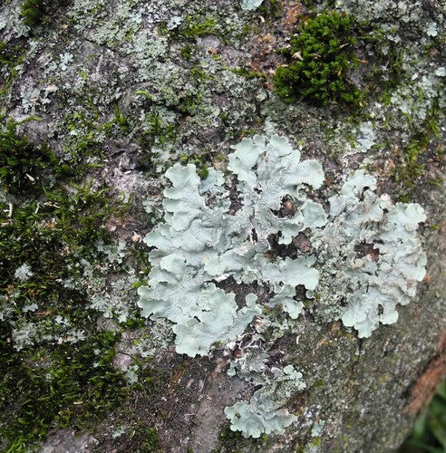 Gewöhnliche Schüsselflechte — Bild 5 von 9