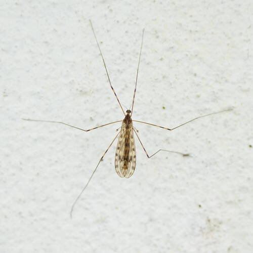 Gewöhnliche Stelzmücke — Bild 5