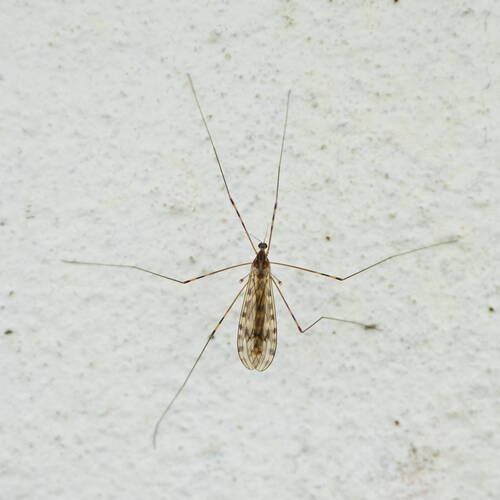 Gewöhnliche Stelzmücke — Bild 4