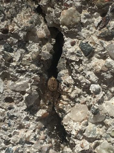 Gewöhnliche Wandspinne — Bild 3