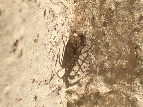 Gewöhnliche Wandspinne — Bild 4