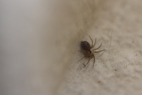 Gewöhnliche Wandspinne — Bild 2