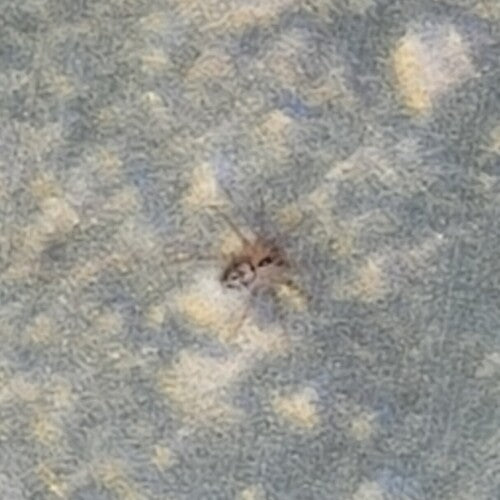 Gewöhnliche Wandspinne — Bild 5