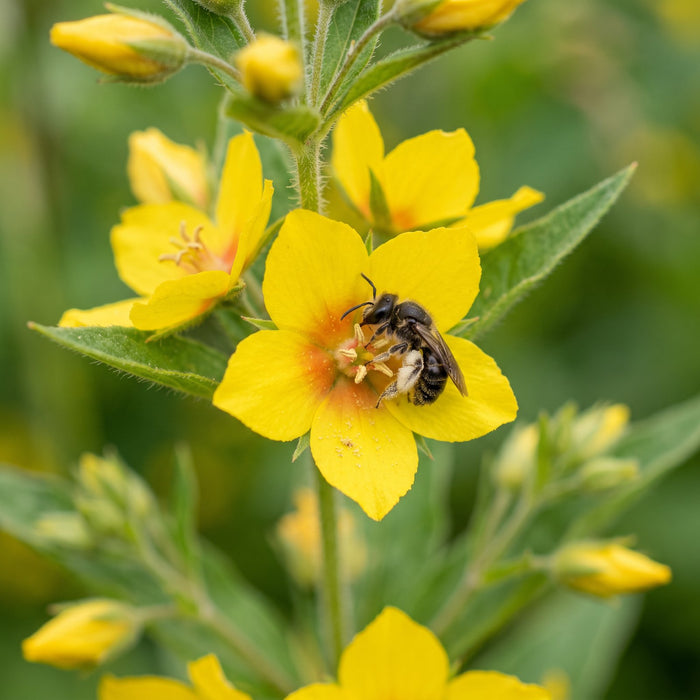 Blüte von Gewöhnlicher Gilbweiderich (Lysimachia vulgaris) in Nahaufnahme (KI-generiert)