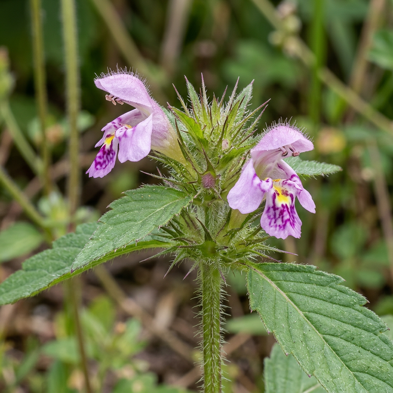 Gewöhnlicher Hohlzahn (Galeopsis tetrahit), KI-Illustration