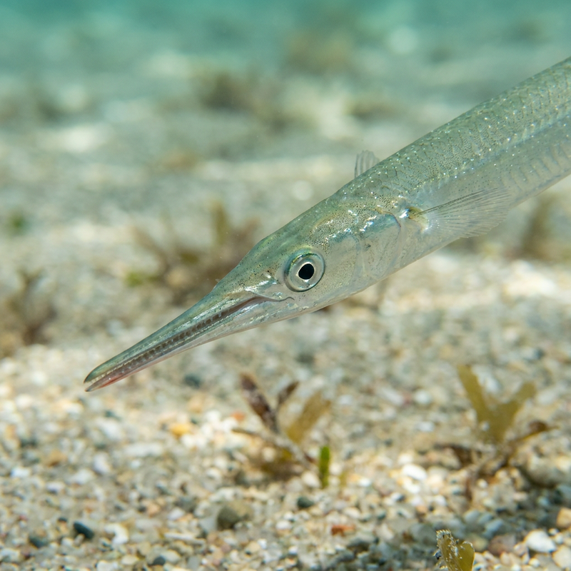 Gewöhnlicher Hornhecht