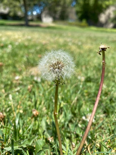 Gewöhnlicher Löwenzahn — Bild 3