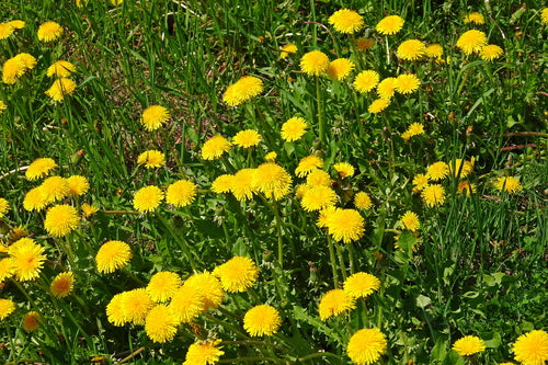 Gewöhnlicher Löwenzahn — Bild 4