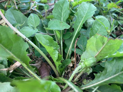 Gewöhnlicher Löwenzahn — Bild 5