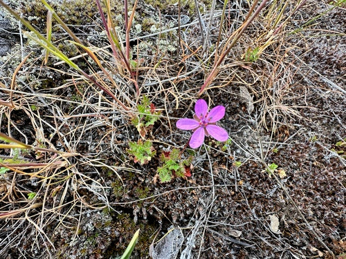 Gewöhnlicher Reiherschnabel — Bild 5