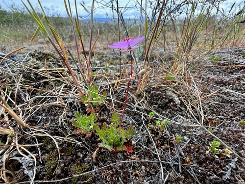 Gewöhnlicher Reiherschnabel — Bild 4