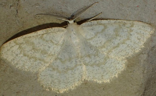 Gewöhnlicher Wellenspanner — Bild 5 von 8
