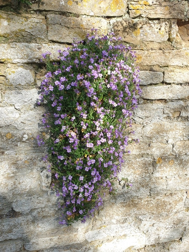 Gewöhnliches Blaukissen — Bild 3 von 10