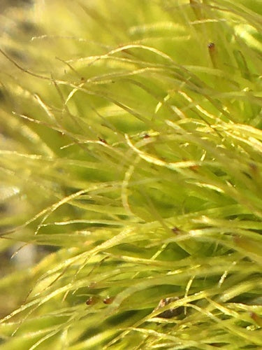 Gewöhnliches Gabelzahnmoos — Bild 5 von 11