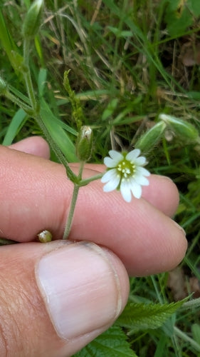 Gewöhnliches Hornkraut — Bild 4