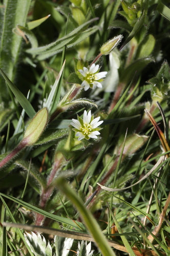 Gewöhnliches Hornkraut — Bild 5