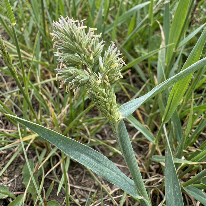 Gewöhnliches Knäuelgras