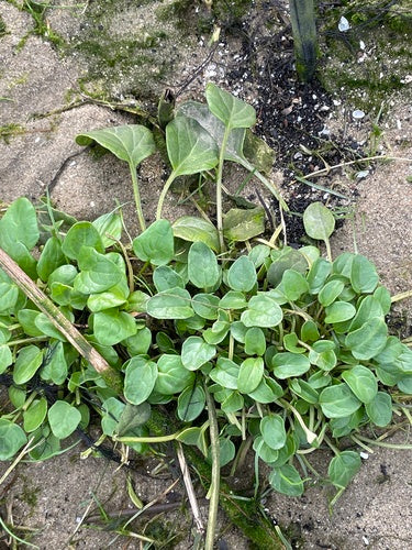 Gewöhnliches Löffelkraut — Bild 5