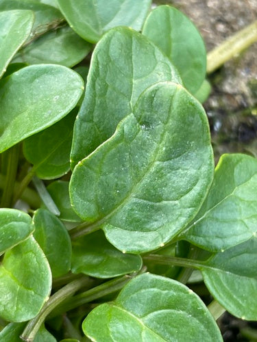 Gewöhnliches Löffelkraut — Bild 4
