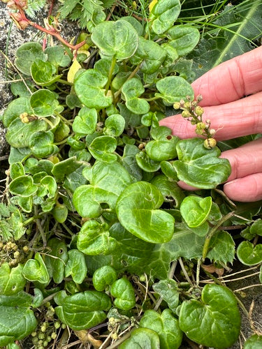 Gewöhnliches Löffelkraut — Bild 3