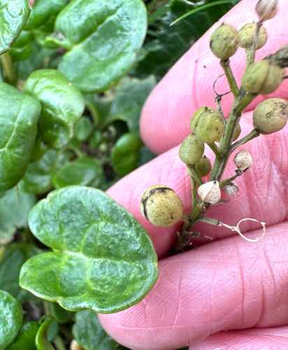 Gewöhnliches Löffelkraut — Bild 2