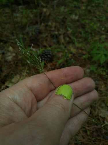 Gewöhnliches Ruchgras — Bild 3