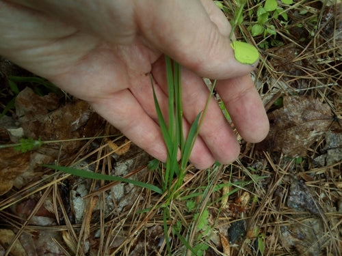Gewöhnliches Ruchgras — Bild 2