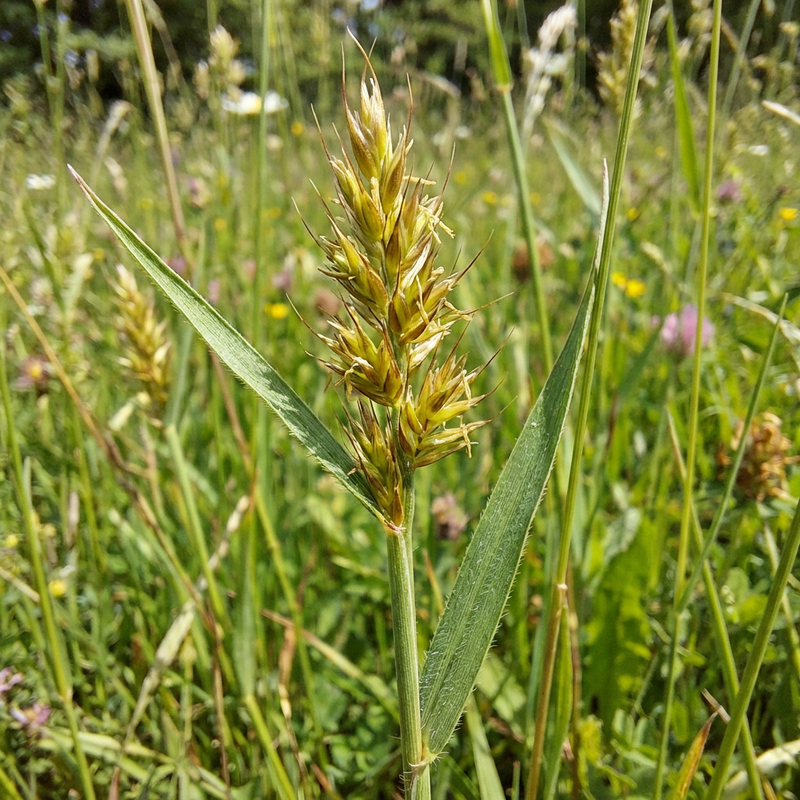 Gewöhnliches Ruchgras