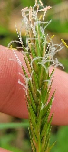 Gewöhnliches Ruchgras — Bild 5