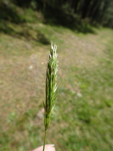 Gewöhnliches Ruchgras — Bild 1
