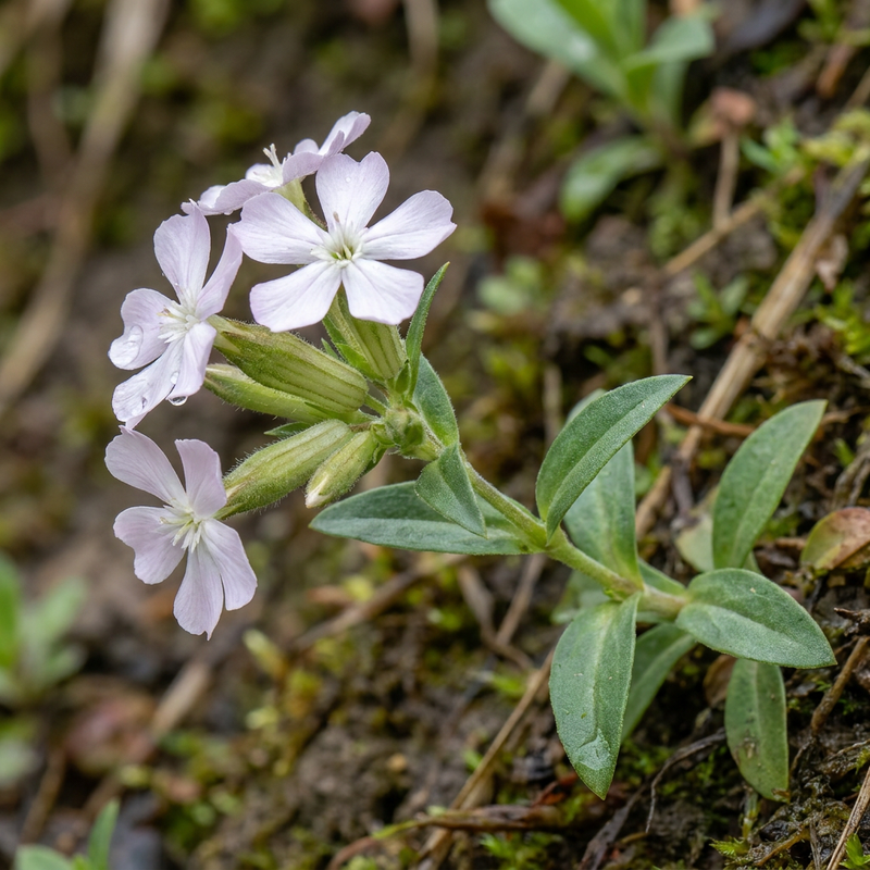 Gewöhnliches Seifenkraut