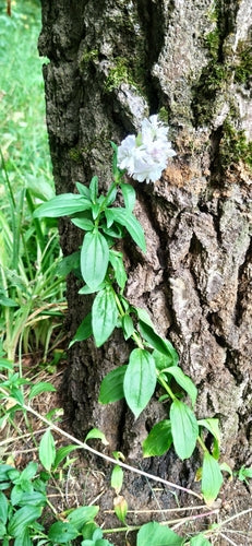 Gewöhnliches Seifenkraut — Bild 4 von 11