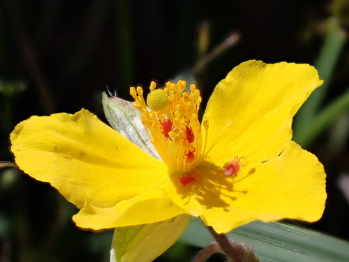 Gewöhnliches Sonnenröschen — Bild 3