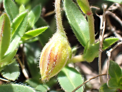 Gewöhnliches Sonnenröschen — Bild 2