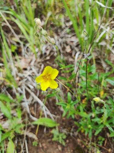 Gewöhnliches Sonnenröschen — Bild 5