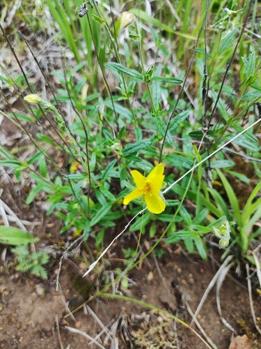 Gewöhnliches Sonnenröschen — Bild 4