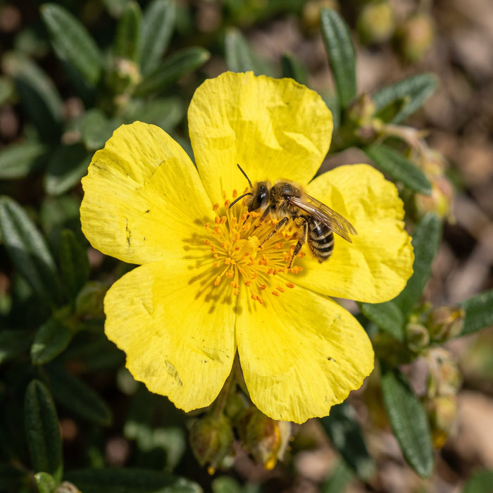 Blüte von Gewöhnliches Sonnenröschen (Helianthemum nummularium) in Nahaufnahme (KI-generiert)