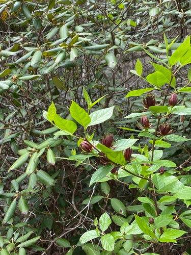 Gewuerzstrauch — Bild 5 von 11